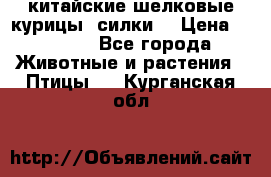 китайские шелковые курицы (силки) › Цена ­ 2 500 - Все города Животные и растения » Птицы   . Курганская обл.